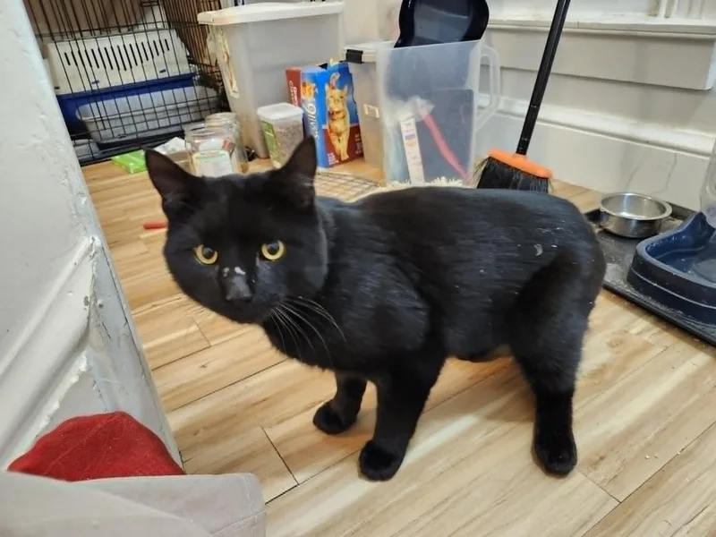 A young medium-sized male American Shorthair cat named Oliver Twist for adoption in Stowe, PA