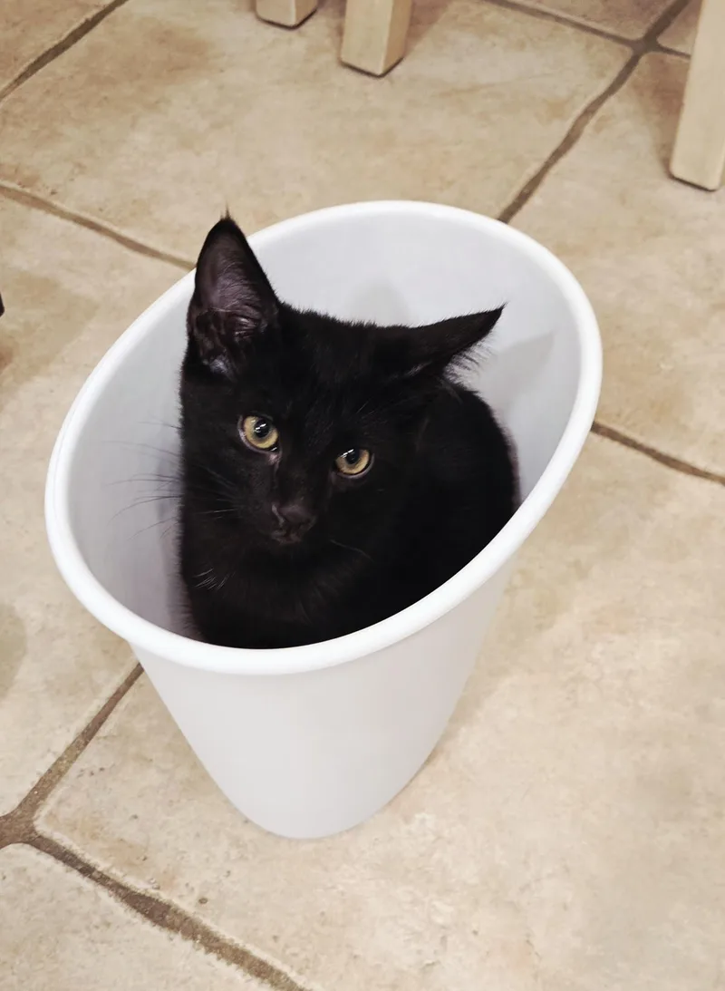 A young small-sized male Black Domestic Short Hair cat named Porthos [bonded With Athos] for adoption in PHOENIX, AZ