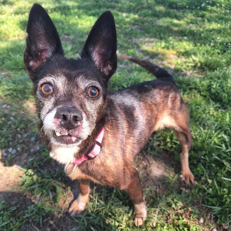 A senior small-sized female Brindle Mixed Breed dog named Harley for adoption in Cape Girardeau, MO