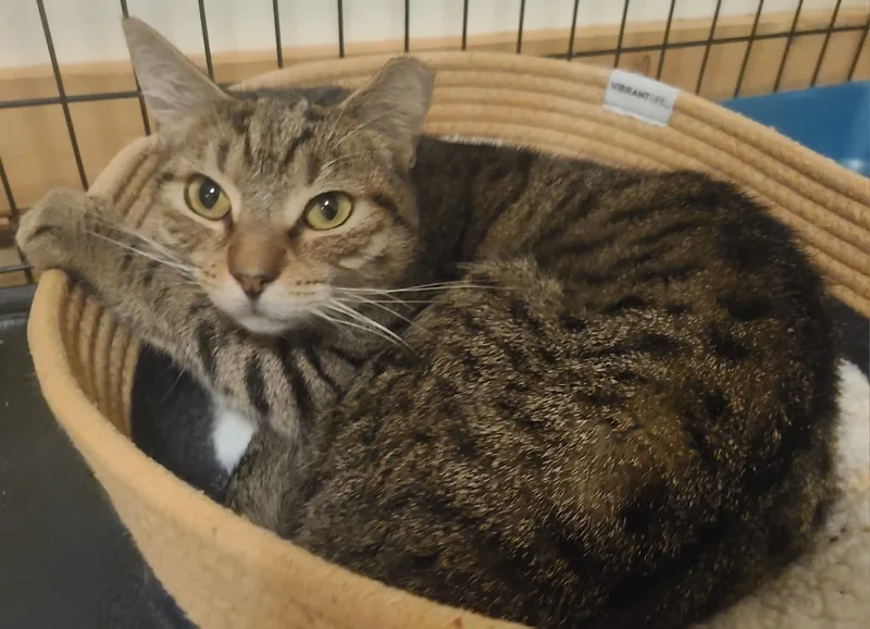 Brandywine thumbnail 2