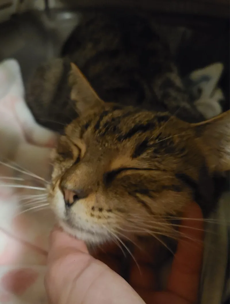 Brandywine thumbnail 3