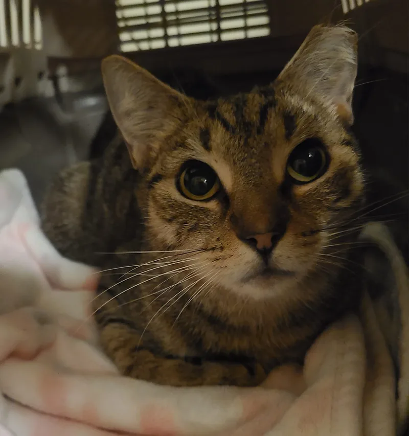 Brandywine thumbnail 4