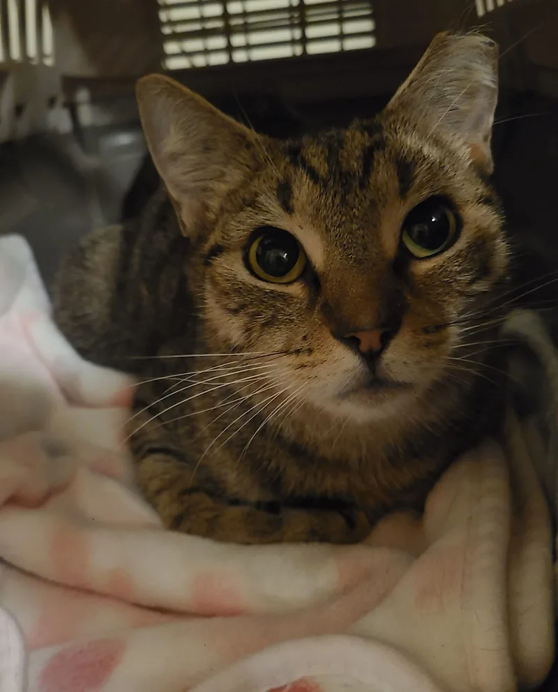 Brandywine thumbnail 5