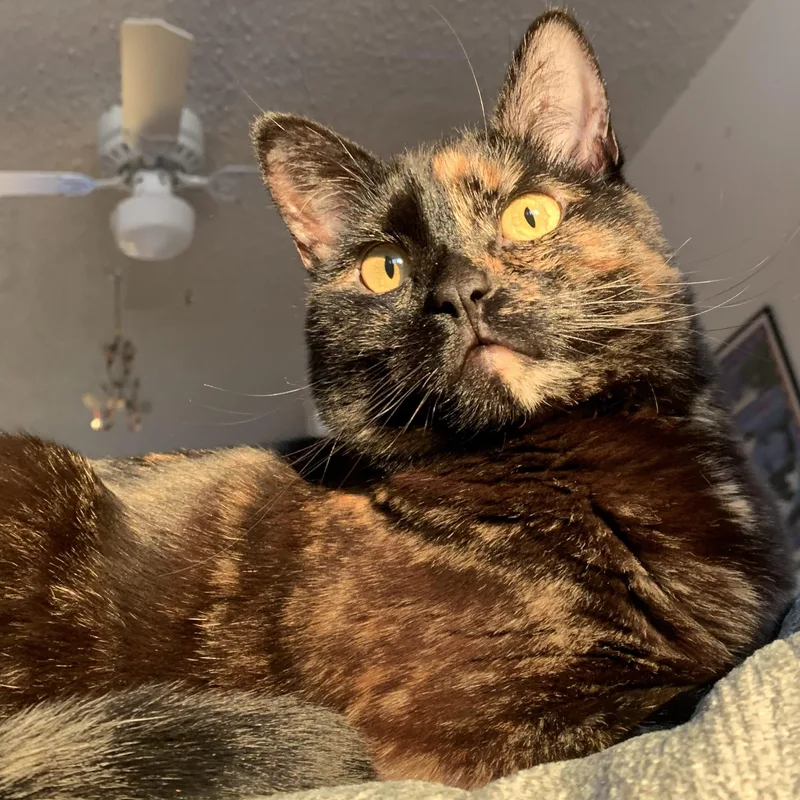An adult medium-sized female Tortoiseshell Tabby cat named Rehya for adoption in Newport, OR
