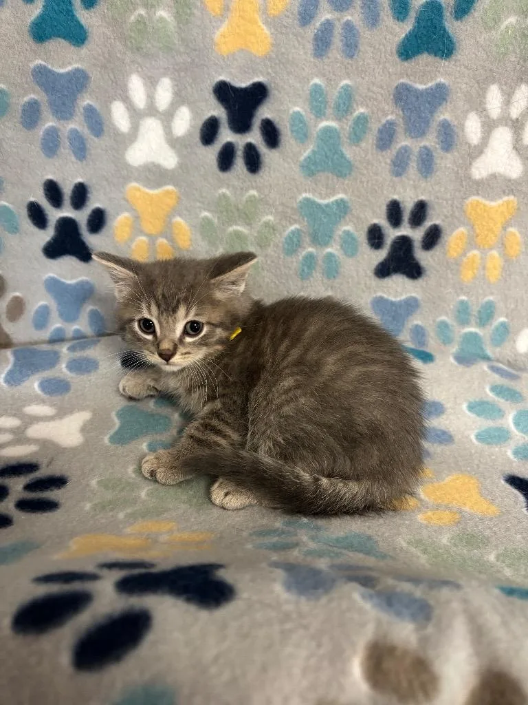 A baby small-sized male Domestic Short Hair cat named Kowalski for adoption in Wabash, IN