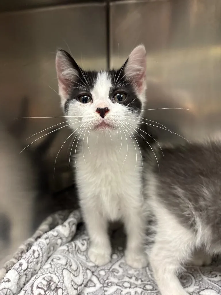 A baby medium-sized male Domestic Short Hair cat named Hamish for adoption in Findlay, OH