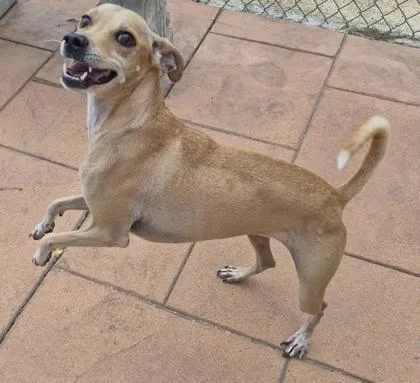 An adult small-sized female Vizsla dog named Tinkerbell for adoption in Shreveport, LA
