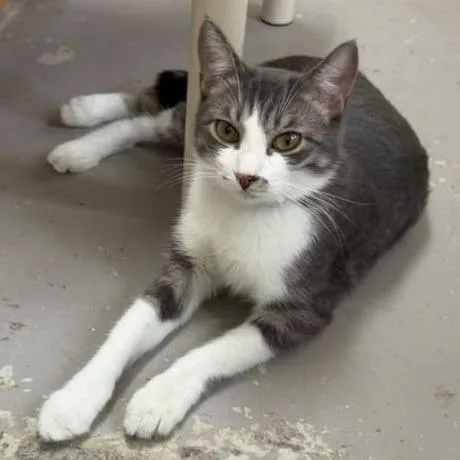A young medium-sized male Gray / Blue / Silver Domestic Short Hair cat named Pepe for adoption in Laredo, TX