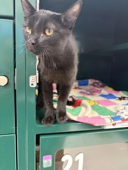 A baby medium-sized male Black Domestic Short Hair cat named Chipie for adoption in El Paso, TX