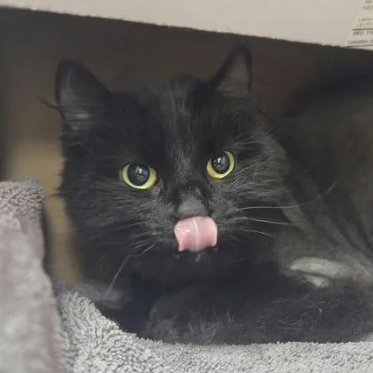 An adult medium-sized female Domestic Short Hair cat named Lacey for adoption in Westland, MI