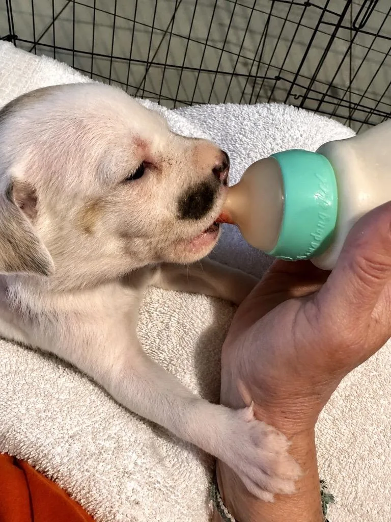 A baby medium-sized female Cattle Dog dog named Marie Local Puppy for adoption in Princeton, MA