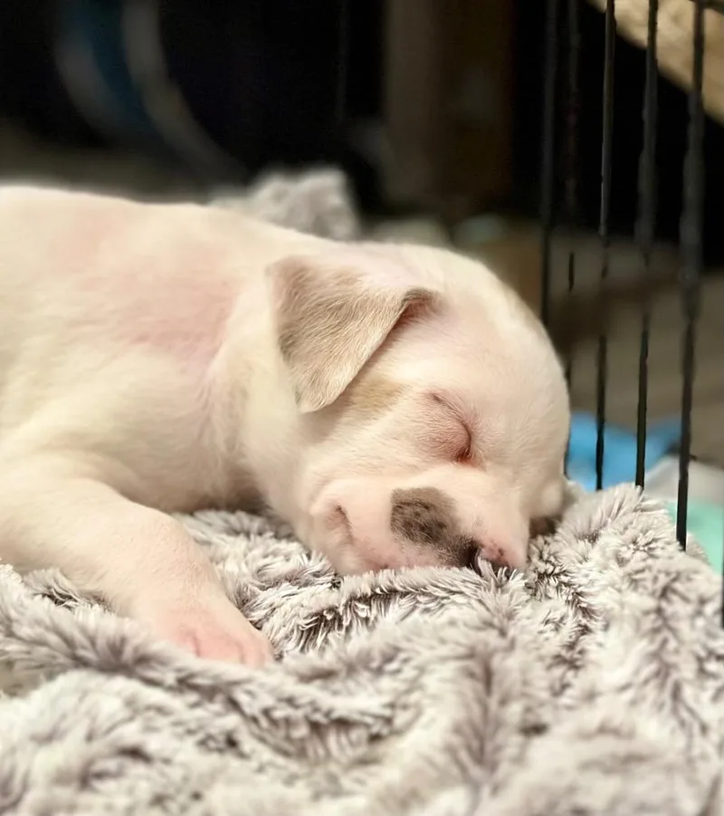 Marie  Local Puppy thumbnail 2