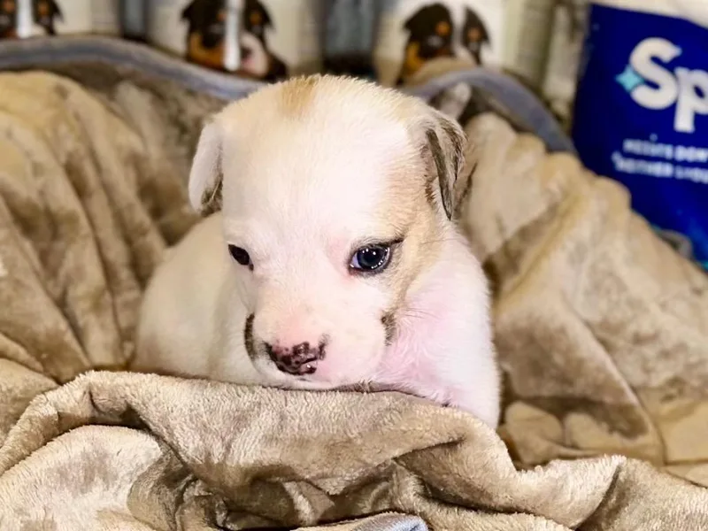 Marie  Local Puppy thumbnail 3