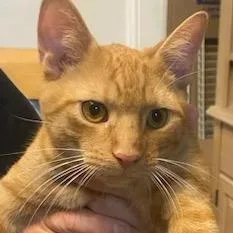 A baby medium-sized male Domestic Short Hair cat named Nino for adoption in New York, NY