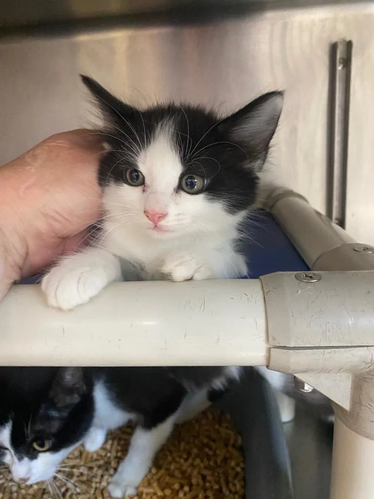 A baby small-sized female Domestic Short Hair cat named Wednesday for adoption in Hopkinsville, KY
