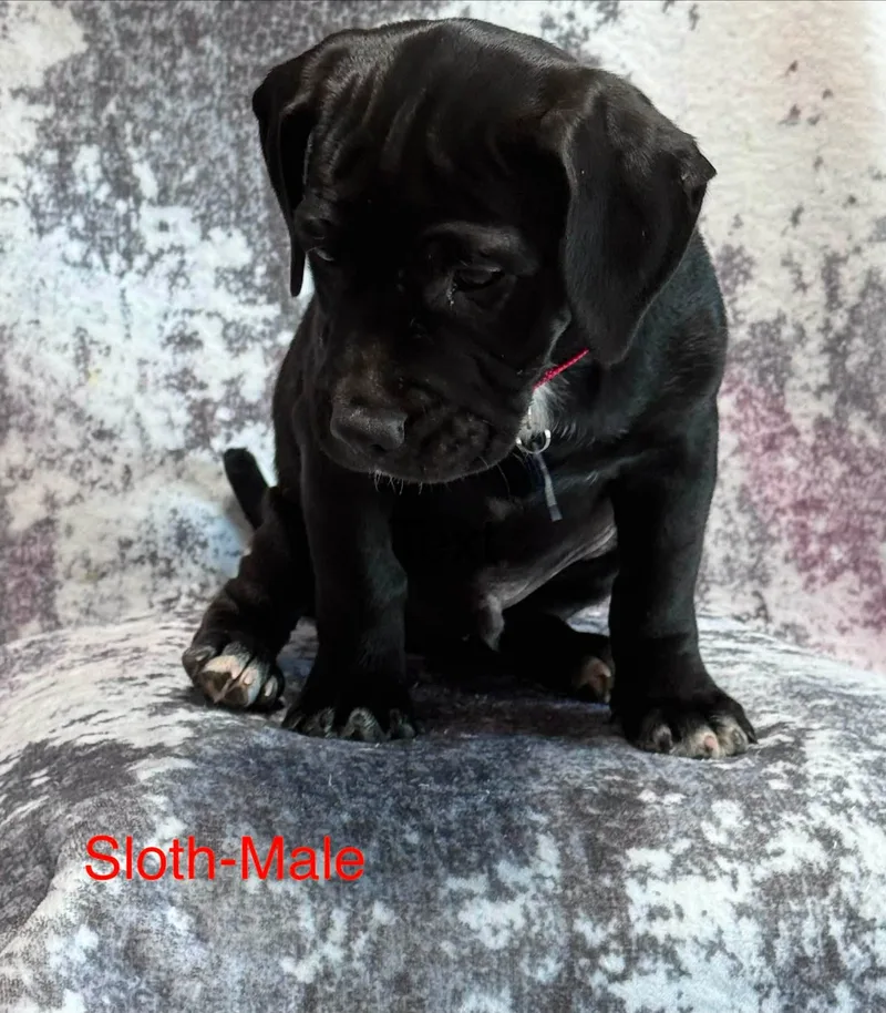 A baby medium-sized male Black Pug dog named Sloth for adoption in San Tan Valley, AZ