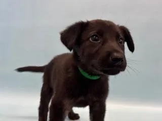 A baby large-sized male German Shepherd Dog dog named Socks for adoption in Woodbury, MN