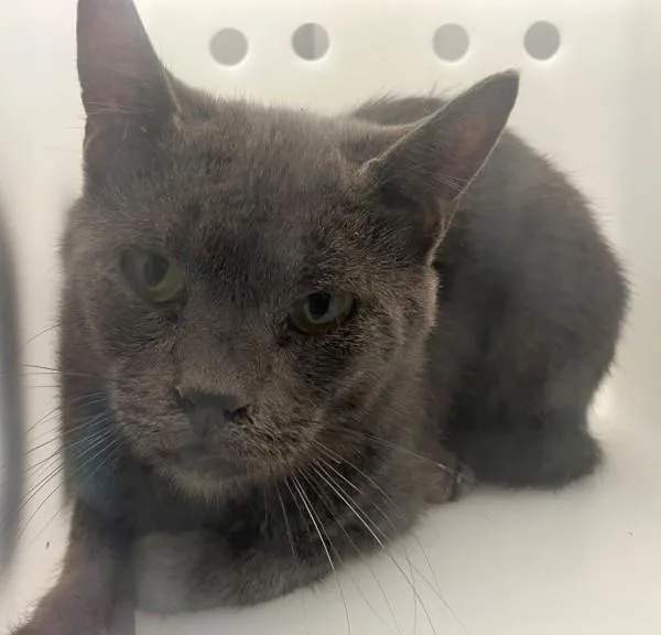 An adult medium-sized male Domestic Short Hair cat named Tangy for adoption in Staten Island, NY