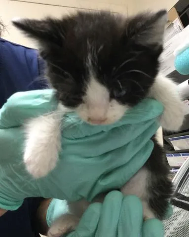 A baby small-sized female Domestic Short Hair cat named Foin for adoption in Riverside, CA