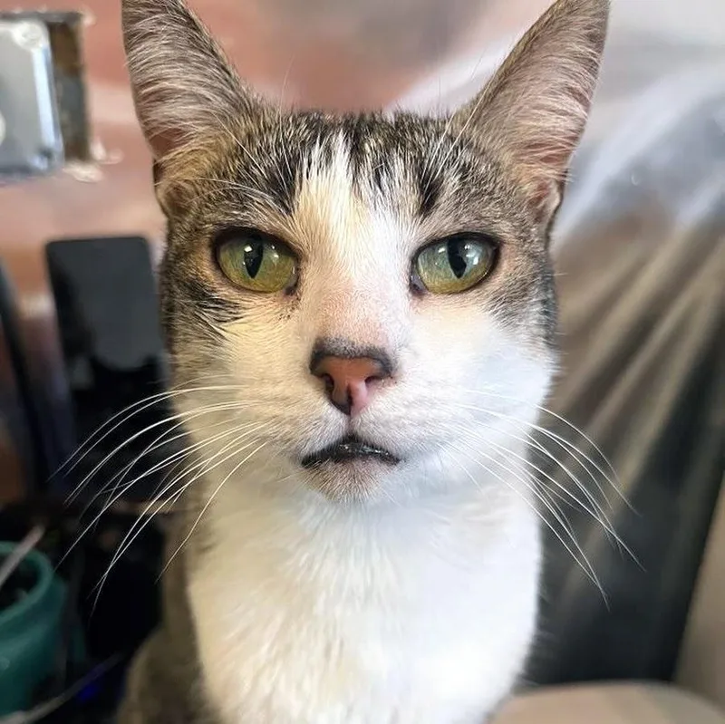 Elle @ Fat Cat thumbnail 2