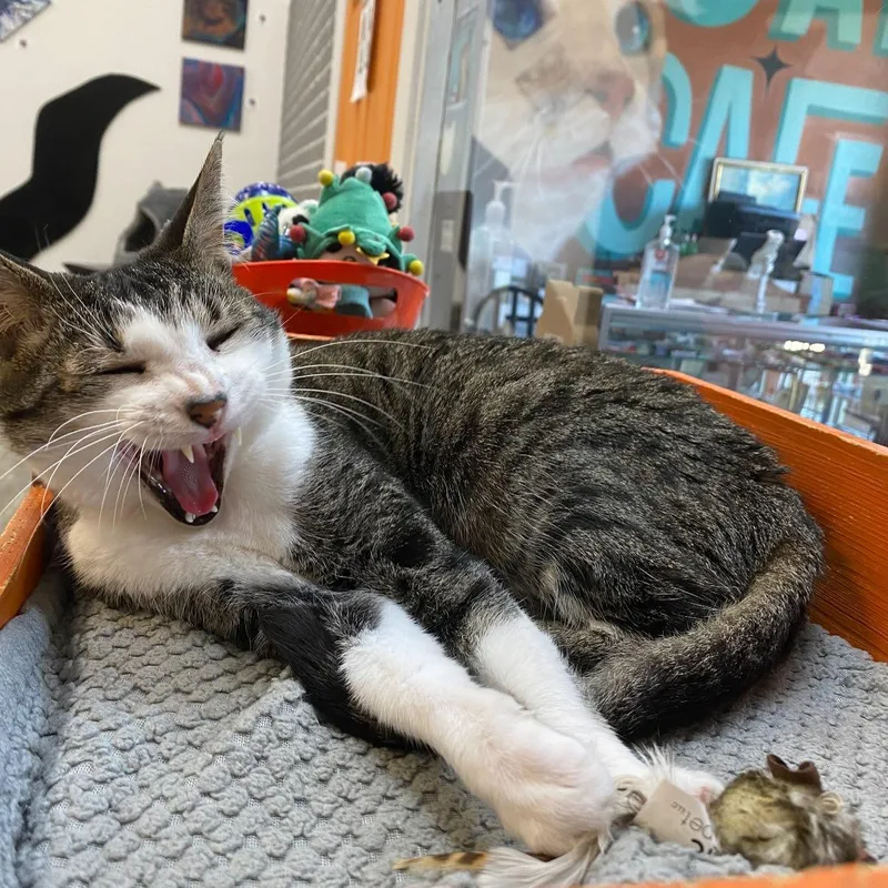 Elle @ Fat Cat thumbnail 5