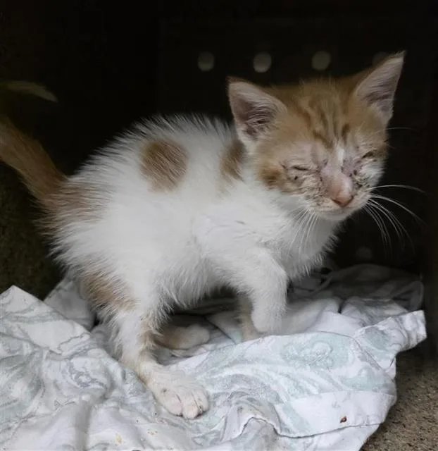 A baby small-sized female Domestic Short Hair cat named Ellis for adoption in San Antonio, TX