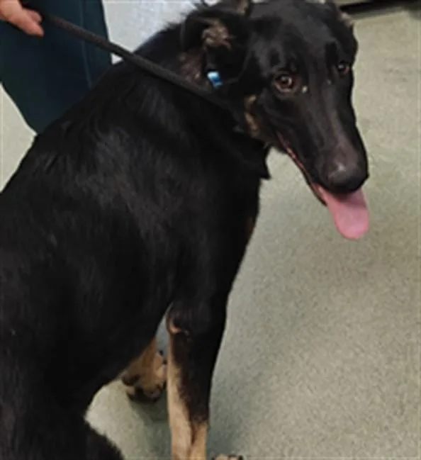 A young large-sized male Mixed Breed dog named Chester for adoption in Santa Fe, NM