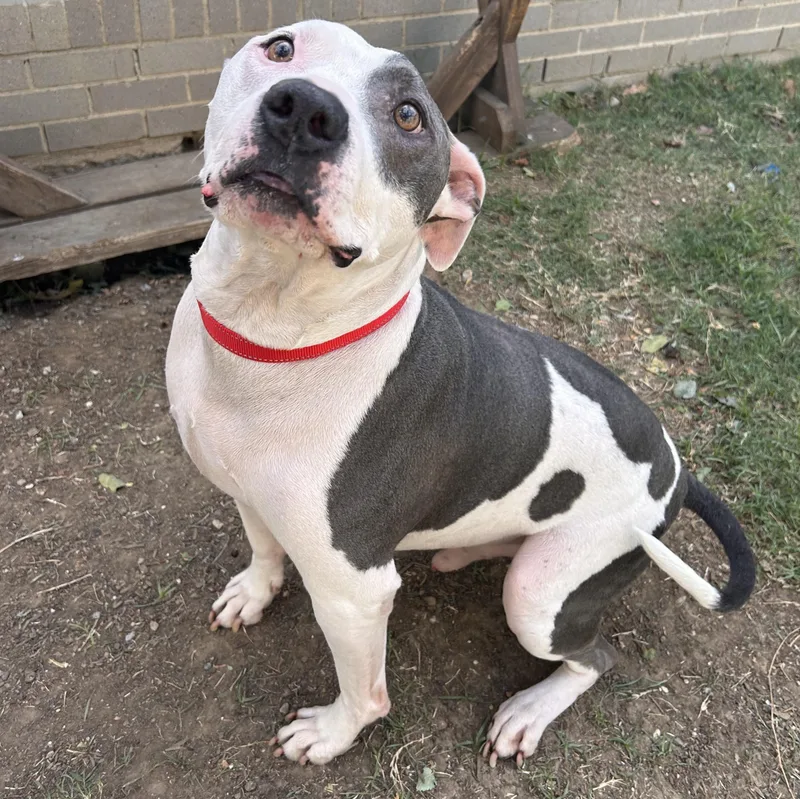 A senior large-sized male White / Cream Pit Bull Terrier dog named Redd for adoption in The Colony, TX