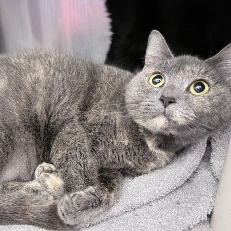 An adult small-sized female Tortoiseshell Domestic Short Hair cat named Martina Mcbride for adoption in Falls Church, VA