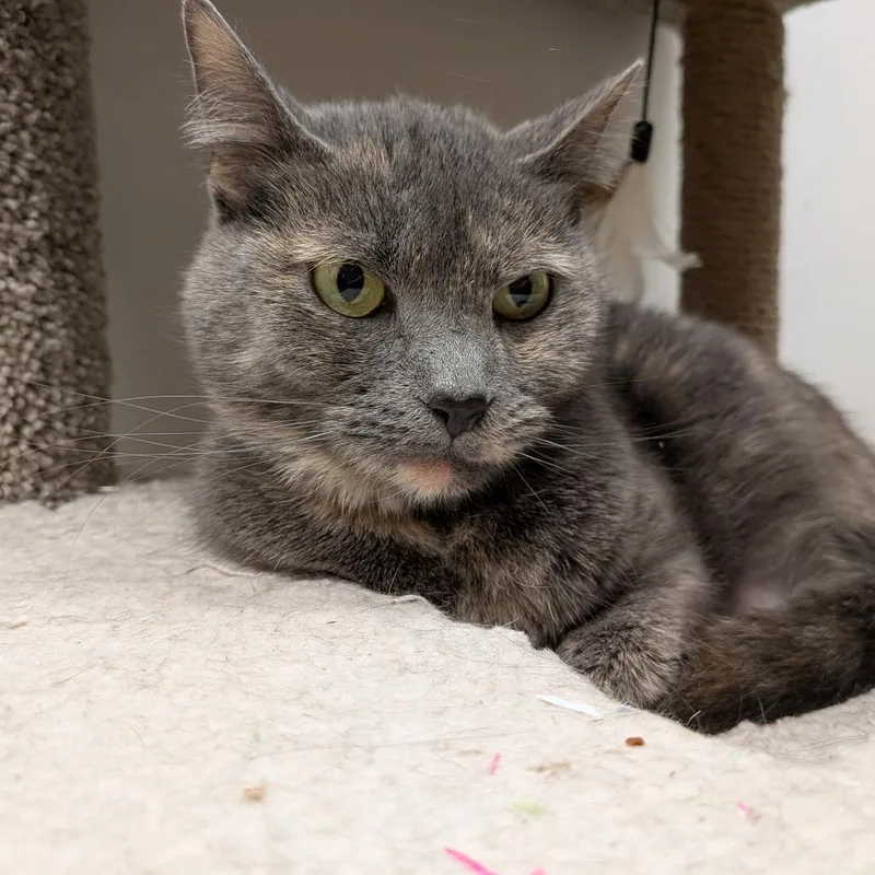 Martina Mcbride thumbnail 6