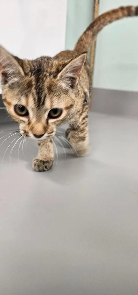 A baby small-sized female Domestic Short Hair cat named Chili for adoption in Athens, TN