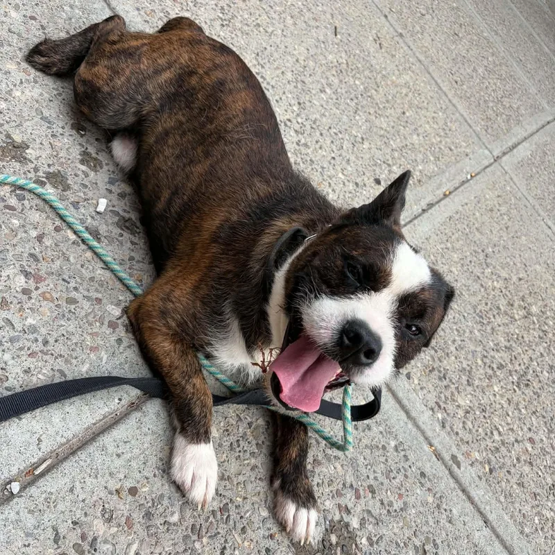 An adult medium-sized male Terrier dog named Fitz for adoption in Buffalo, NY