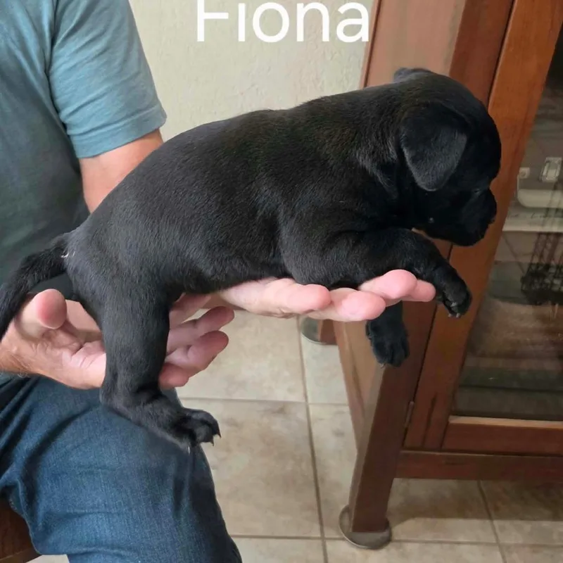 A baby small-sized female Shepherd dog named Fiona for adoption in Wadena, MN