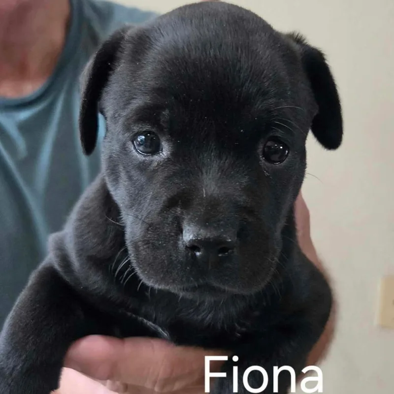 Fiona thumbnail 2
