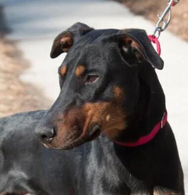 A senior large-sized male Doberman Pinscher dog named Loki for adoption in Millersville, MD