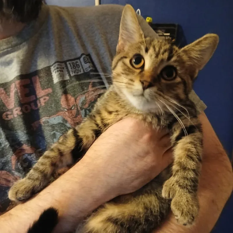 A baby small-sized female Brown / Chocolate Extra-Toes Cat / Hemingway Polydactyl cat named Toebi for adoption in Winchester, VA