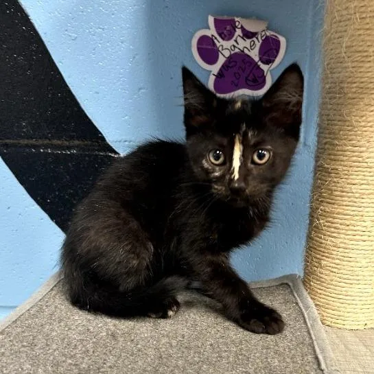 A baby small-sized female Tortoiseshell Domestic Short Hair cat named Smudge for adoption in Tallahassee, FL