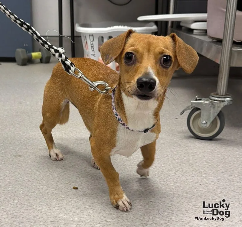 A young small-sized female Jack Russell Terrier dog named Peachy for adoption in Washington, DC