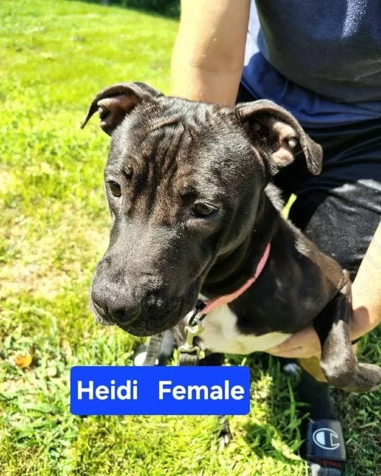 An adult medium-sized female Tricolor (Brown, Black, & White) Pit Bull Terrier dog named Hydra for adoption in Evansville, IN