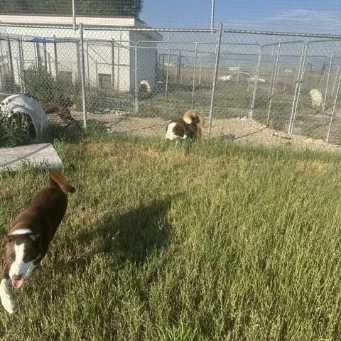 Tucker and Tessie