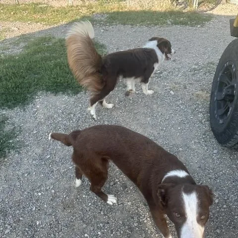 Tucker and Tessie thumbnail 2