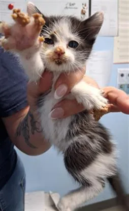 A baby small-sized female Domestic Short Hair cat named Princess for adoption in Bakersfield, CA