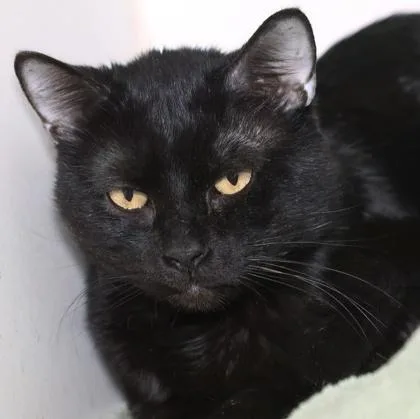 An adult medium-sized male Domestic Short Hair cat named Crona for adoption in West Chester, PA