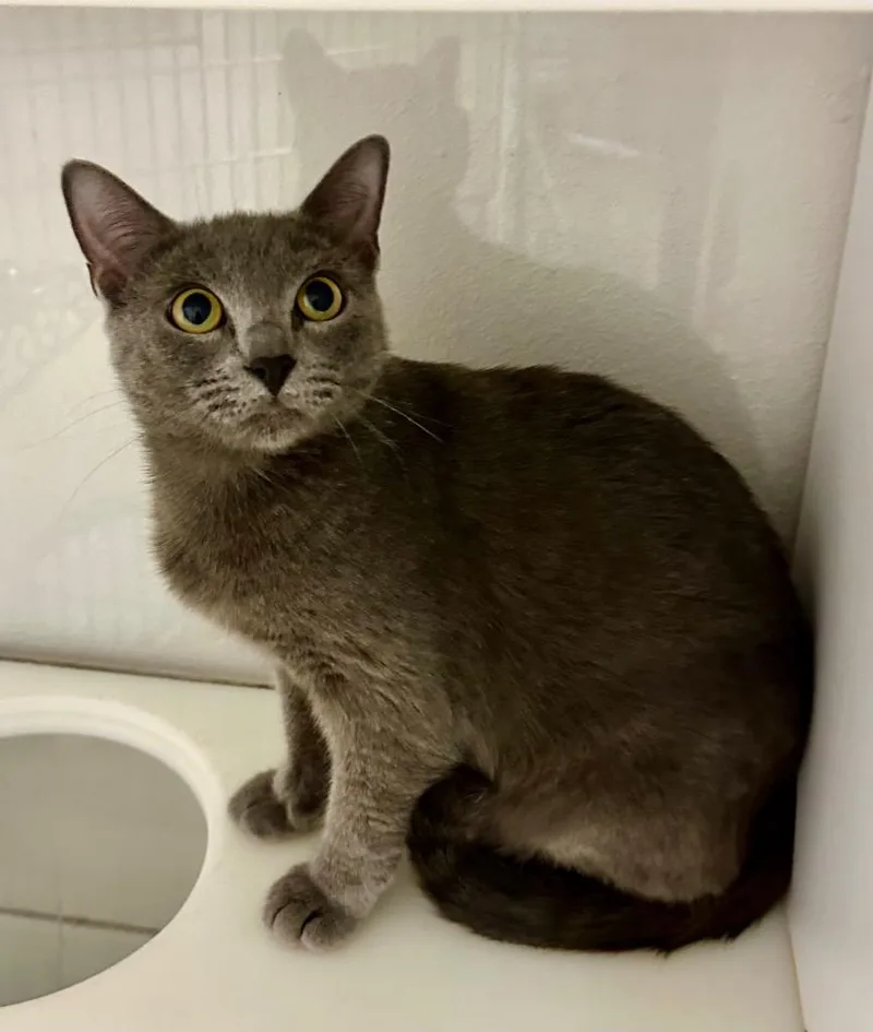A young small-sized female Domestic Short Hair cat named Momma Blue Castiel for adoption in Stillwater, OK