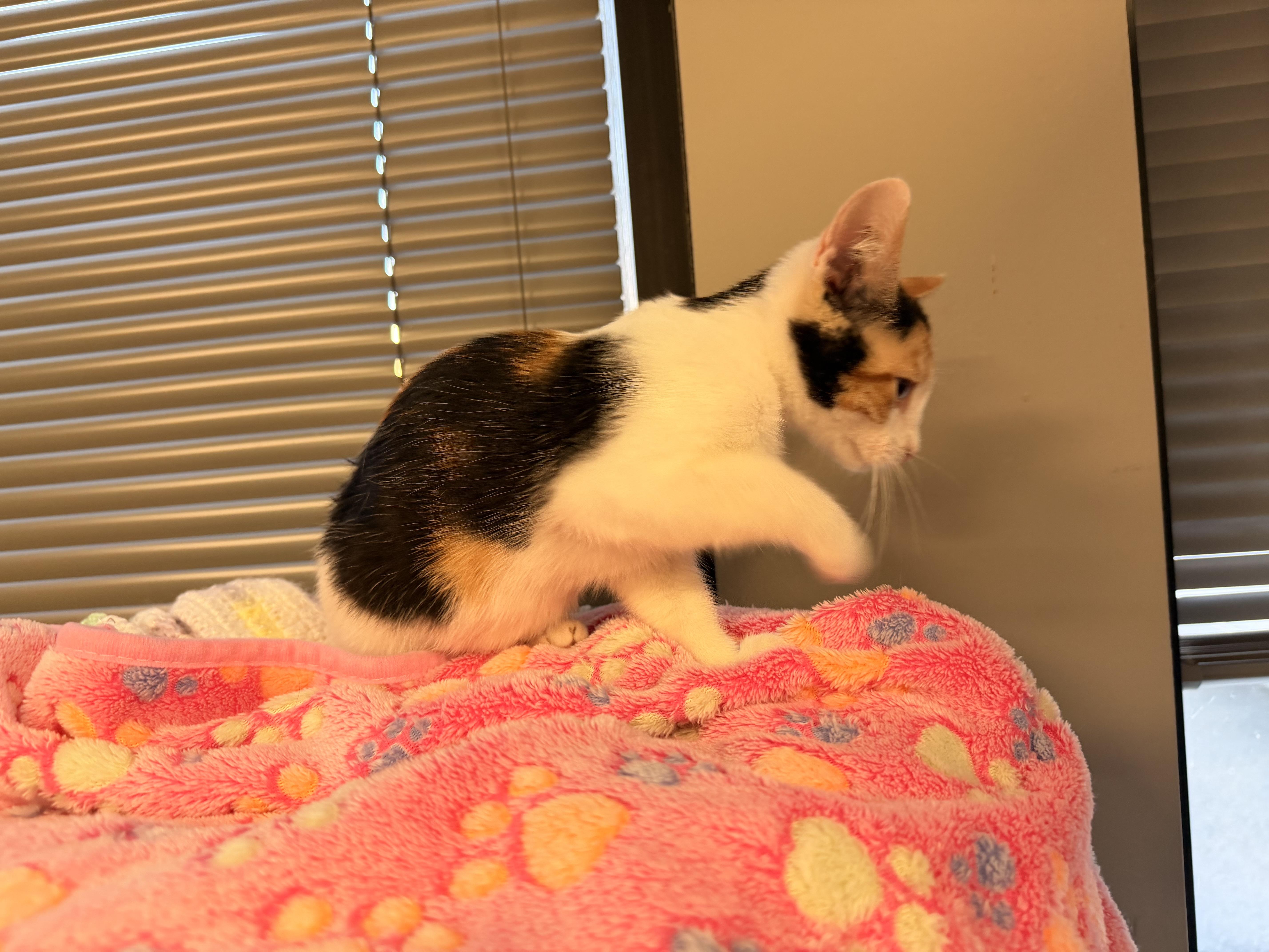 Peaches