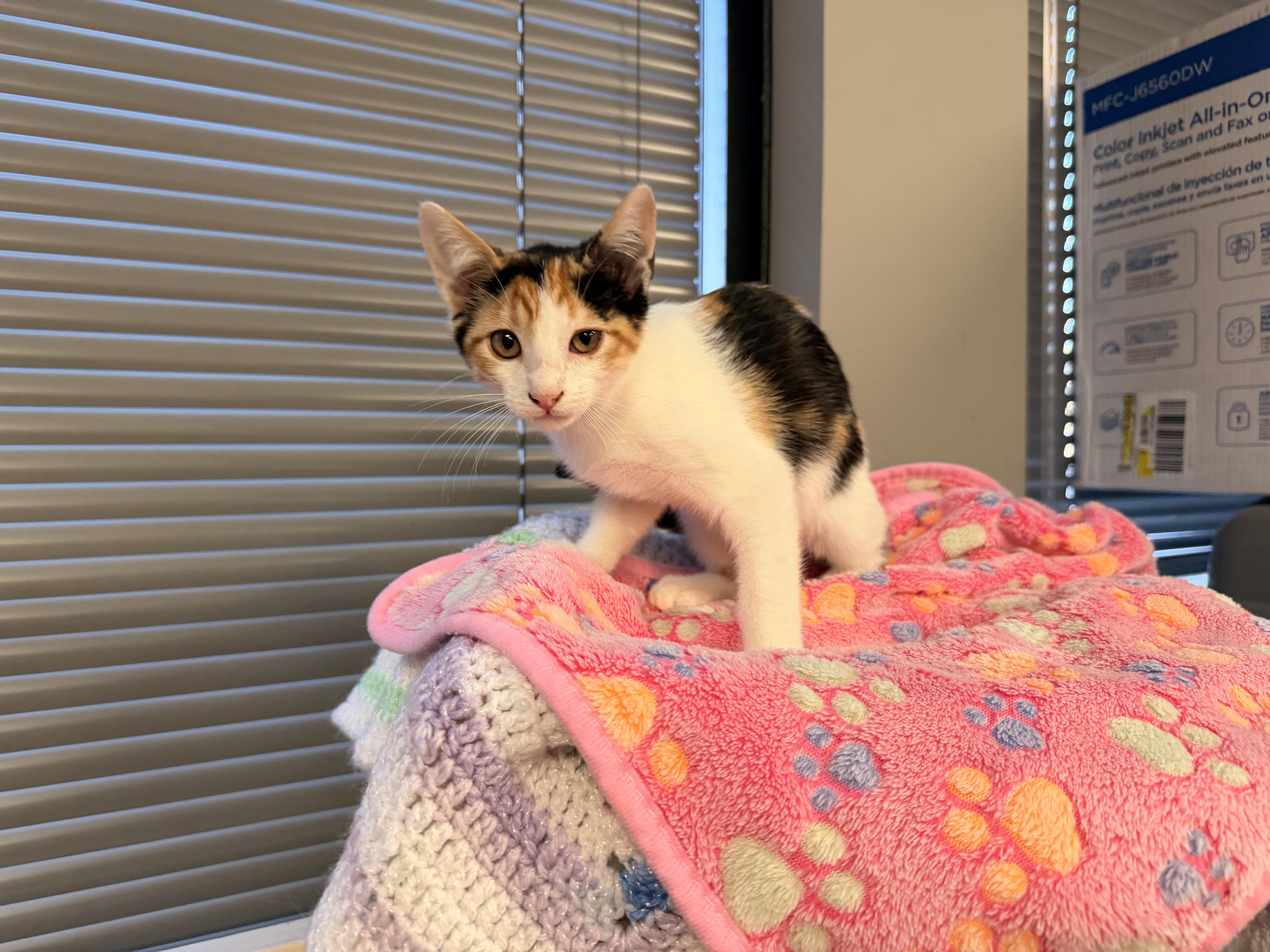 Peaches thumbnail 2