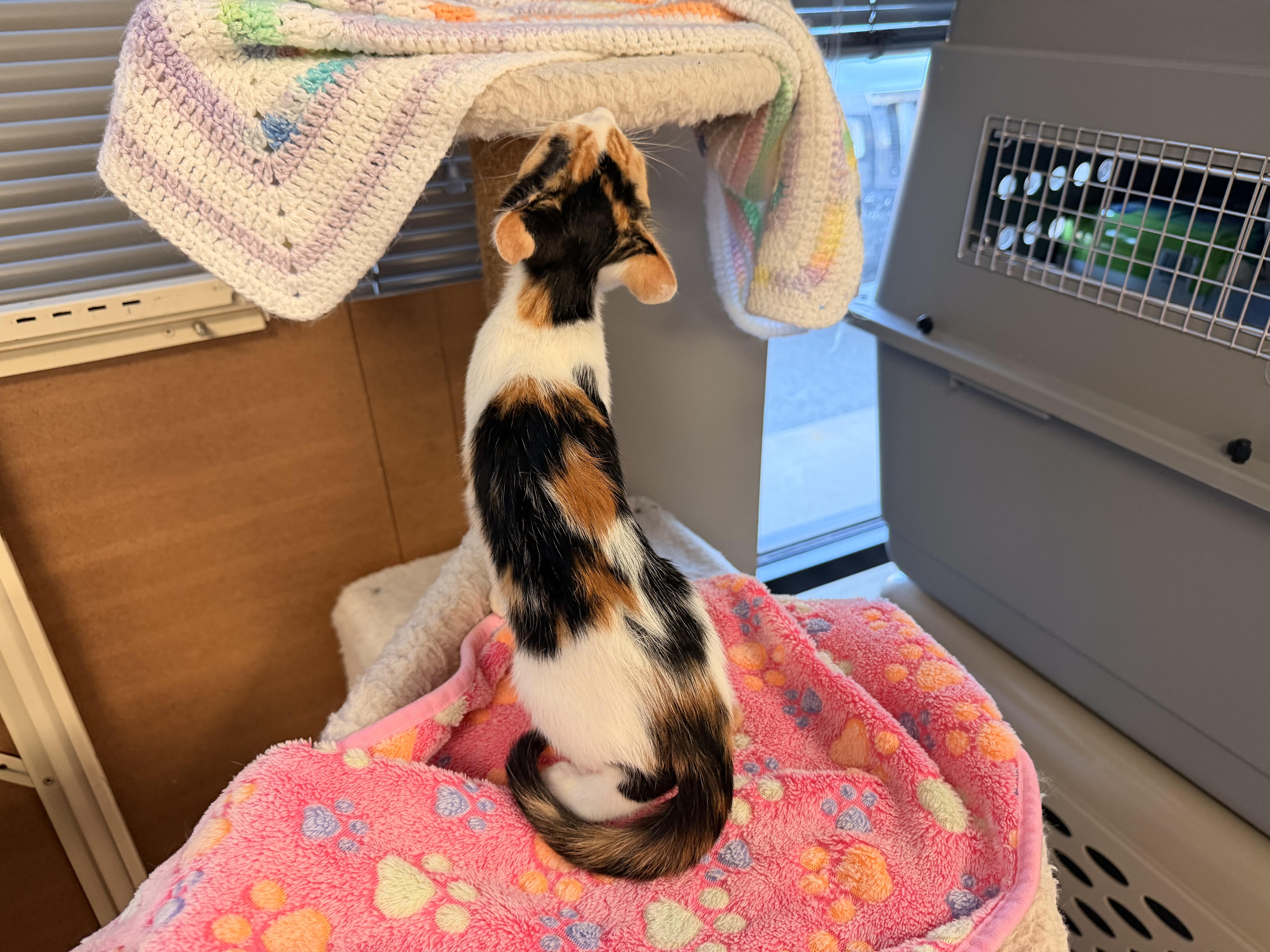Peaches thumbnail 3