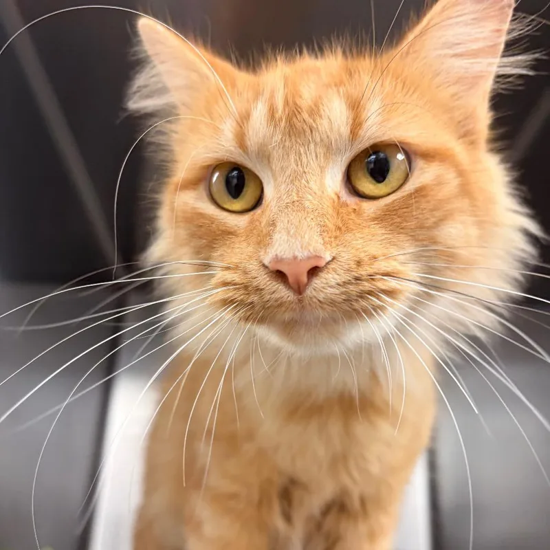 A young small-sized female Orange / Red Domestic Medium Hair cat named Cheddar for adoption in Evansville, IN