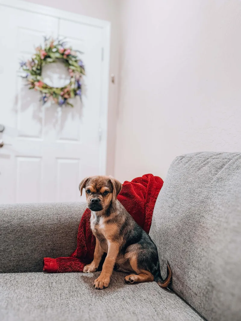 A baby medium-sized male Puggle dog named Kyndall for adoption in Goodyear, AZ