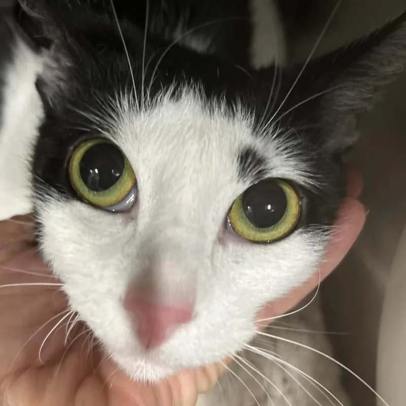 An adult medium-sized female Black Domestic Short Hair cat named Ponyo for adoption in League City, TX